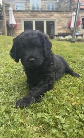 DOUBLE DOODLE PUPPIES ready to leave 31st July for sale in Sheffield, South Yorkshire - Image 1