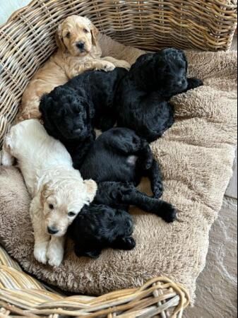 DOUBLE DOODLE PUPPIES ready to leave 31st July for sale in Sheffield, South Yorkshire - Image 2