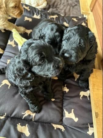 DOUBLE DOODLE PUPPIES ready to leave 31st July for sale in Sheffield, South Yorkshire - Image 3