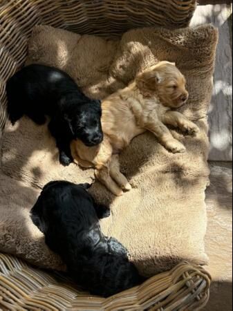 DOUBLE DOODLE PUPPIES ready to leave 31st July for sale in Sheffield, South Yorkshire - Image 4