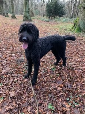 DOUBLE DOODLE PUPPIES ready to leave 31st July for sale in Sheffield, South Yorkshire - Image 5