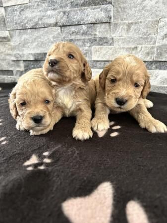 F1 beautiful Cockapoo Puppies for sale in Fareham, Hampshire - Image 1