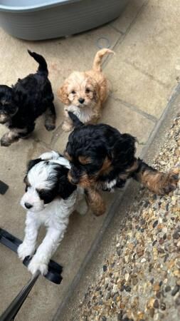 F1 Cavapoo Puppies - ready for new home now - just 2 left! for sale in London - Image 1