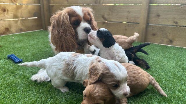 F1 Cavapoo Puppies - ready for new home now - just 2 left! for sale in London - Image 2