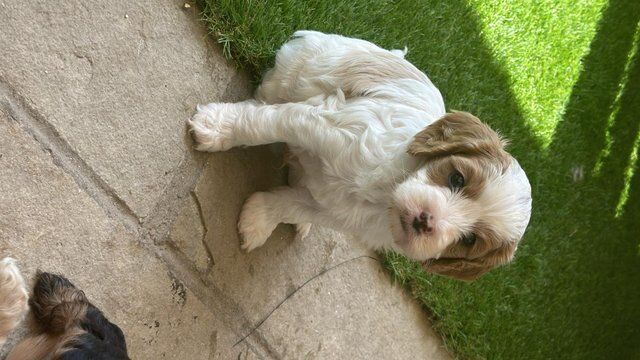 F1 Cavapoo Puppies - ready for new home now - just 2 left! for sale in London - Image 3