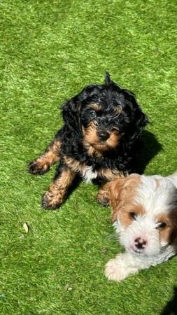 F1 Cavapoo Puppies - ready for new home now - just 2 left! for sale in London - Image 4