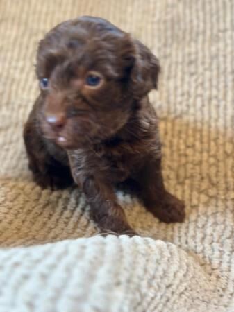 F1 Chocolate Cockapoo puppies - Ready 9th August for sale in Leeds, West Yorkshire - Image 1