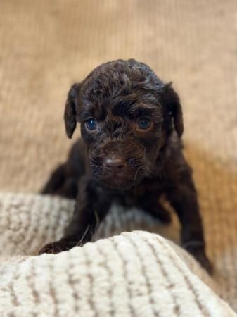 F1 Chocolate Cockapoo puppies - Ready 9th August for sale in Leeds, West Yorkshire - Image 2