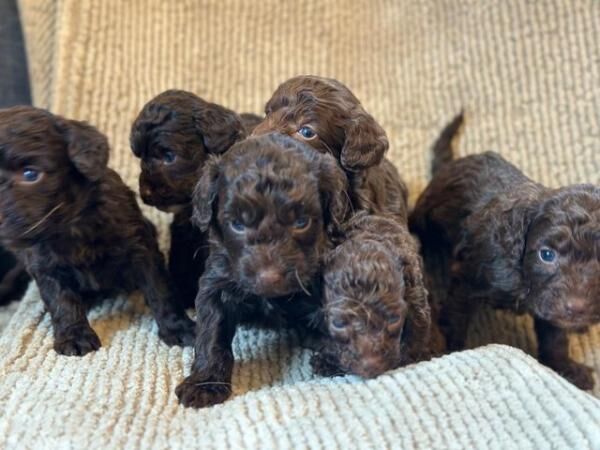 F1 Chocolate Cockapoo puppies - Ready 9th August for sale in Leeds, West Yorkshire - Image 3