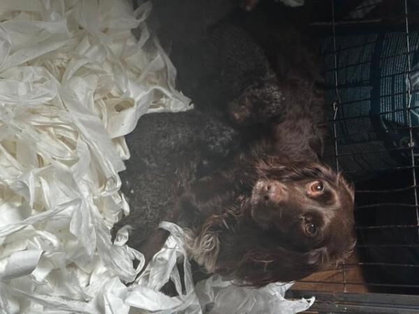 F1 Chocolate Cockapoo puppies - Ready 9th August for sale in Leeds, West Yorkshire - Image 5