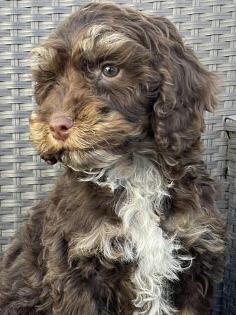 F1 Cockapoo puppies boys and girls for sale in Washingborough, Lincolnshire - Image 1