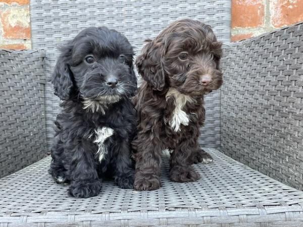 F1 Cockapoo puppies boys and girls for sale in Washingborough, Lincolnshire - Image 2