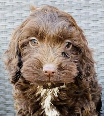 F1 Cockapoo puppies boys and girls for sale in Washingborough, Lincolnshire - Image 4