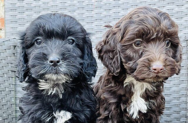 F1 Cockapoo puppies boys and girls for sale in Washingborough, Lincolnshire - Image 5