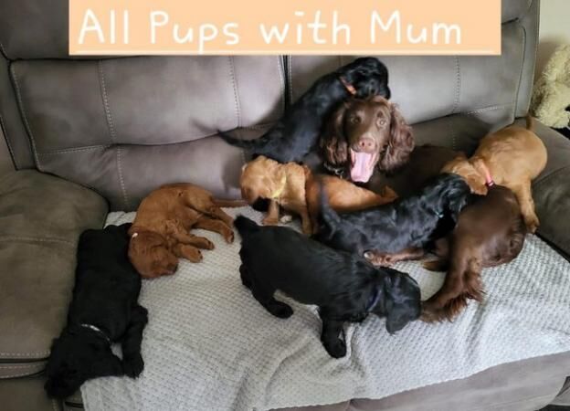 F1 Cockapoo's needing homes. Ready 3 August. for sale in Stoke-on-Trent, Staffordshire