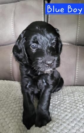 F1 Cockapoo's needing homes. Ready 3 August. for sale in Stoke-on-Trent, Staffordshire - Image 5