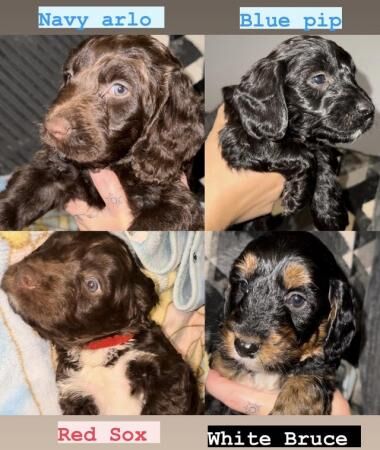 F1 Sproodle springer x mini poodle puppies for sale in Blackpool, Lancashire - Image 1