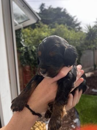 F1 Sproodle springer x mini poodle puppies for sale in Blackpool, Lancashire - Image 2