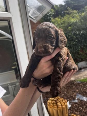 F1 Sproodle springer x mini poodle puppies for sale in Blackpool, Lancashire - Image 3