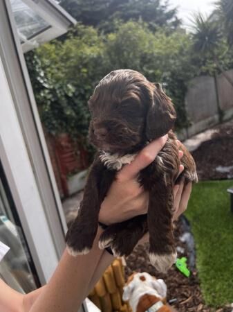 F1 Sproodle springer x mini poodle puppies for sale in Blackpool, Lancashire - Image 4