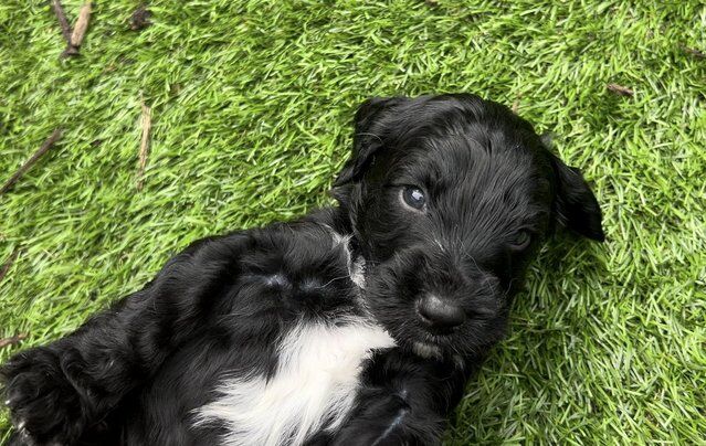 F1 Sproodle springer x mini poodle puppies for sale in Blackpool, Lancashire - Image 5