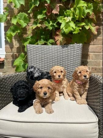 F1B cavapoo puppies DNA tested parents (ONLY 3 LEFT) for sale in Northampton, Northamptonshire