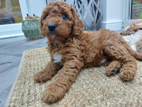 F1b Cockapoo Puppies -Greater Manchester. for sale in Lancaster, Lancashire