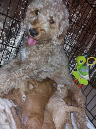 F1b Cockapoo Puppies -Greater Manchester. for sale in Lancaster, Lancashire - Image 2