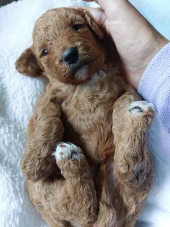 F1b Cockapoo Puppies -Greater Manchester. for sale in Lancaster, Lancashire - Image 3