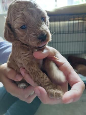 F1b Cockapoo Puppies -Greater Manchester. for sale in Lancaster, Lancashire - Image 4