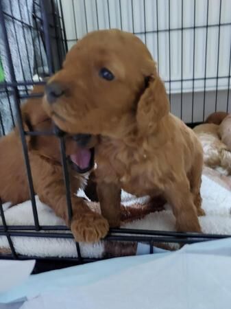 F1b Cockapoo Puppies -Greater Manchester. for sale in Lancaster, Lancashire - Image 5