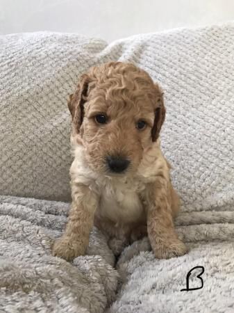 F1b labradoodle puppies for sale in Loughborough, Leicestershire