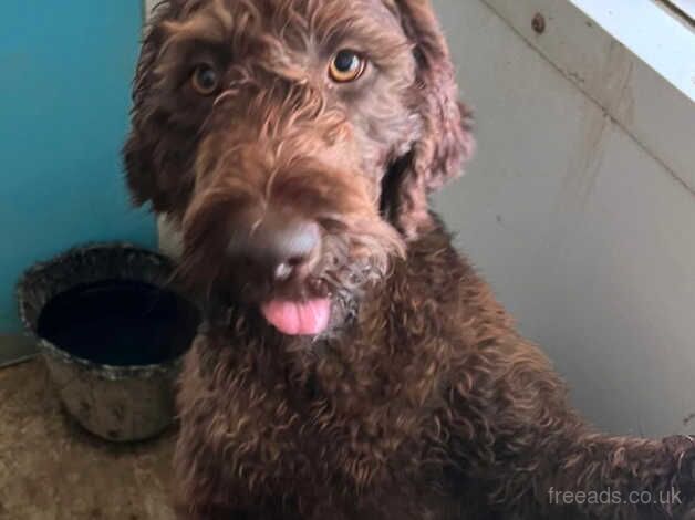 Female poodle 14 months old for sale in Derby, Derbyshire