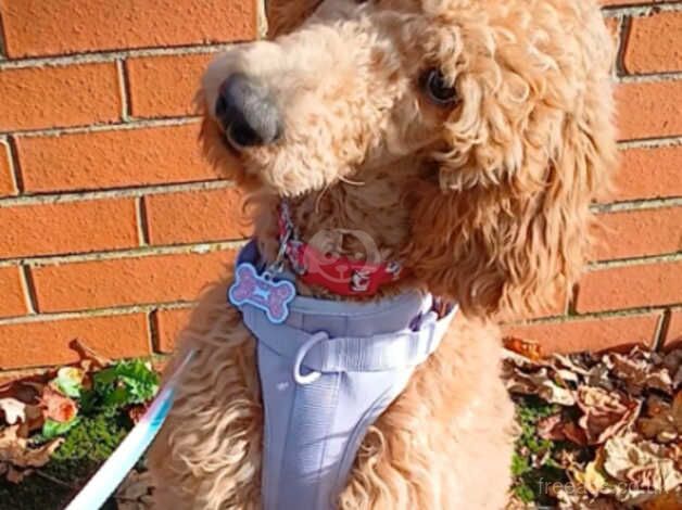 Female standard poodle for sale in Lichfield, Staffordshire - Image 1