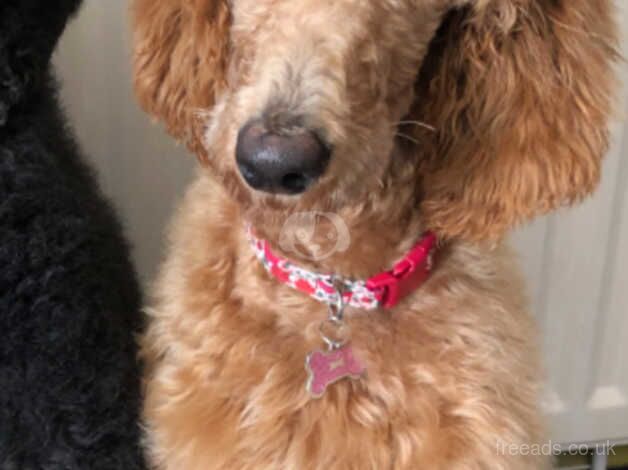 Female standard poodle for sale in Lichfield, Staffordshire - Image 2