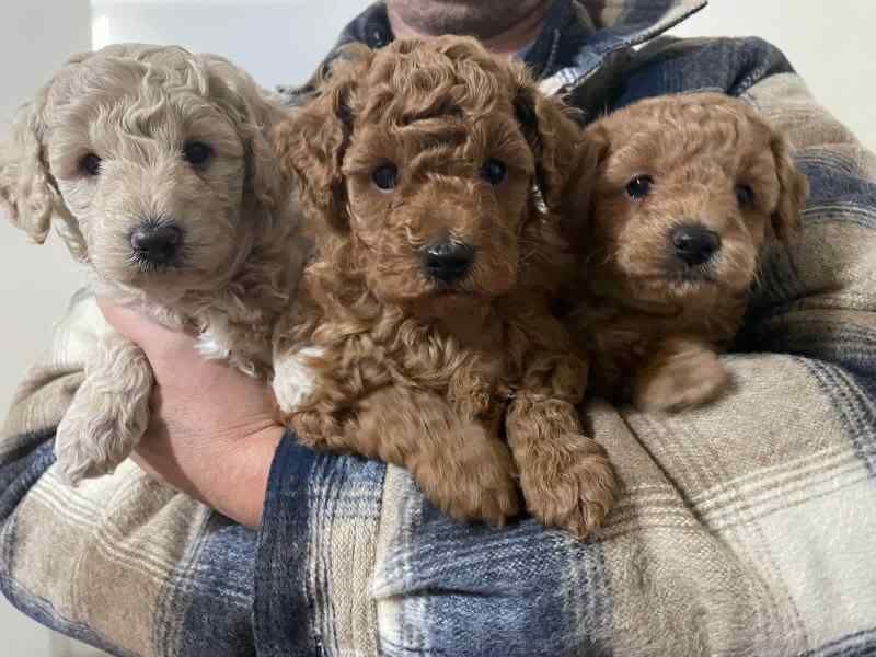 Five Miniature Poodle Puppies puppies - Boys and girls for sale in Colchester, Essex - Image 1