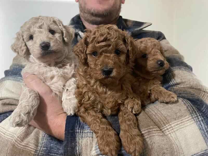 Five Miniature Poodle Puppies puppies - Boys and girls for sale in Colchester, Essex - Image 2