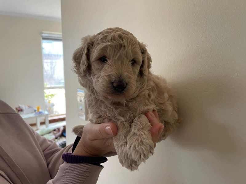 Five Miniature Poodle Puppies puppies - Boys and girls for sale in Colchester, Essex - Image 3