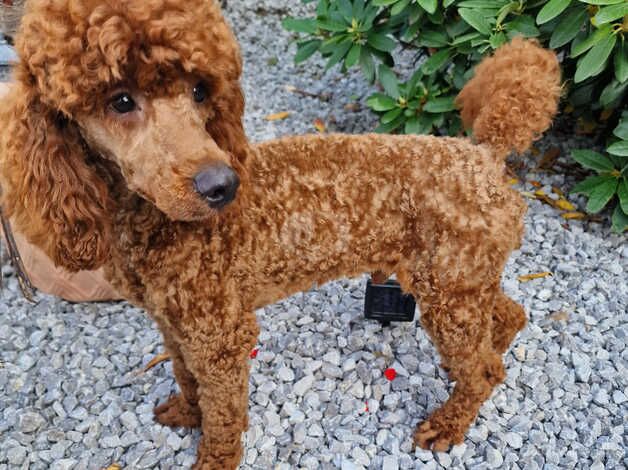 Fox red poodle for stud for sale in Sheffield, South Yorkshire