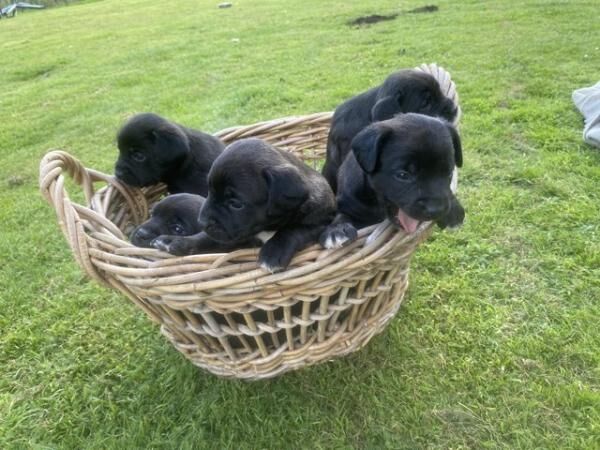 French LaDoodle (French Bulldog Labradoodle Cross) Puppies for sale in Norwich, Norfolk - Image 1