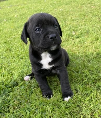 French LaDoodle (French Bulldog Labradoodle Cross) Puppies for sale in Norwich, Norfolk - Image 2