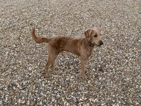 French LaDoodle (French Bulldog Labradoodle Cross) Puppies for sale in Norwich, Norfolk - Image 3