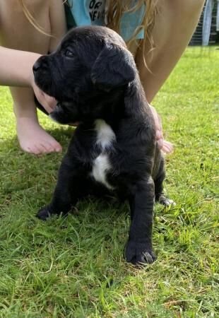 French LaDoodle (French Bulldog Labradoodle Cross) Puppies for sale in Norwich, Norfolk - Image 4