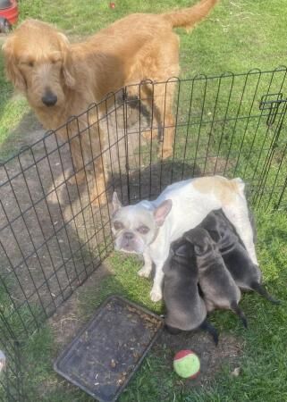 French LaDoodle (French Bulldog Labradoodle Cross) Puppies for sale in Norwich, Norfolk - Image 5