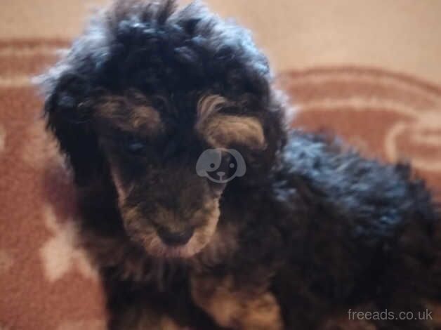 Full Poodles Ready to go for sale in Llanelli, Carmarthenshire - Image 1