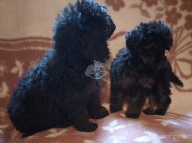 Full Poodles Ready to go for sale in Llanelli, Carmarthenshire - Image 3