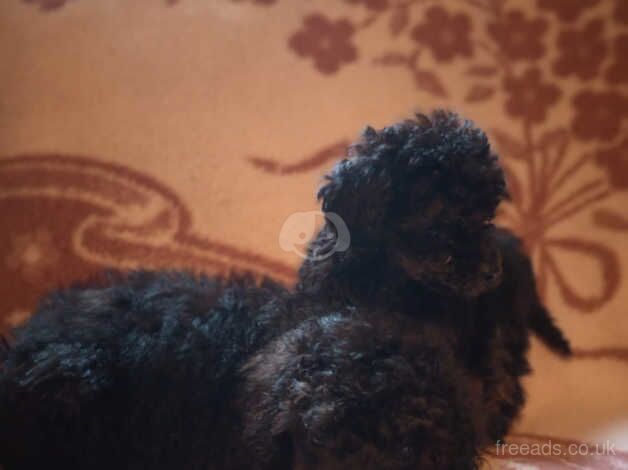 Full Poodles Ready to go for sale in Llanelli, Carmarthenshire - Image 5