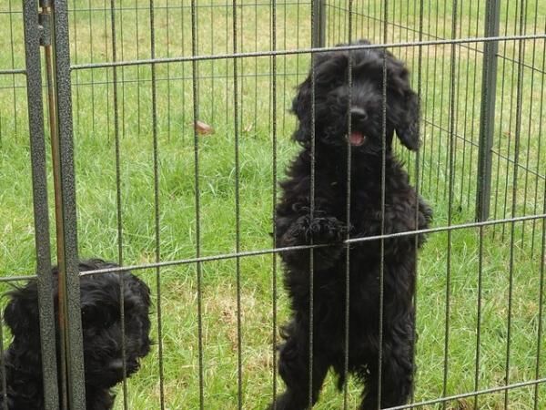 Fully Vaccinated F1 Cockerpoo Girl available for sale in Wakefield, West Yorkshire - Image 3