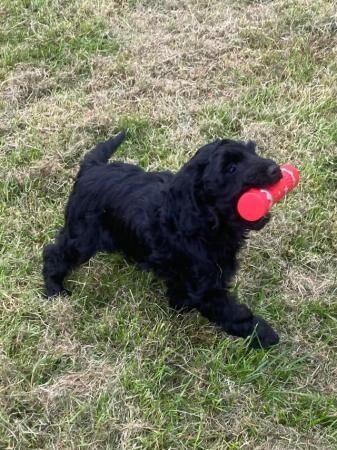 Fully Vaccinated F1 Cockerpoo Girl available for sale in Wakefield, West Yorkshire - Image 4