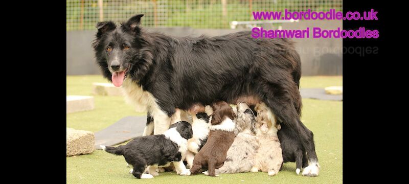 Gold Standard Bordoodle puppies - Border collie x Poodle for sale in Much Wenlock, Shropshire - Image 6